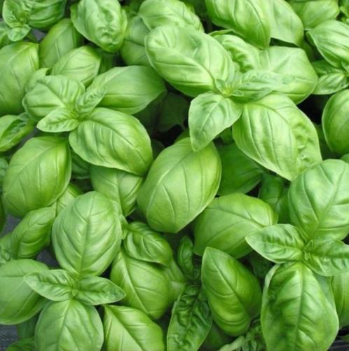 groen basilicumzaad (Ocimum basilicum), Tuin en Terras, Bloembollen en Zaden, Zaad, Voorjaar, Volle zon, Ophalen of Verzenden