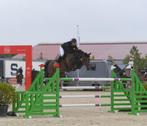 springveulen met topafstamming merrie, Dieren en Toebehoren, Merrie, Springpaard, Gechipt, 0 tot 2 jaar