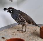 kwartels, Dieren en Toebehoren