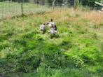 Canards, oies et bernaches, Dieren en Toebehoren, Meerdere dieren, Geringd