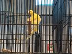 Zuiderse frise kanaries, Dieren en Toebehoren