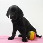 Labrador Zwart (teefje) Belgische pup te koop, Dieren en Toebehoren, Honden | Retrievers, Spaniëls en Waterhonden, België, Handelaar