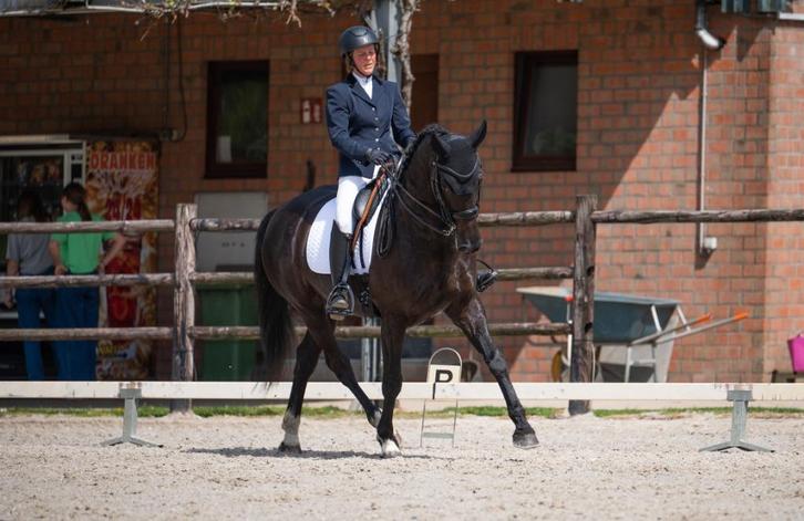Lieve Esprit zoekt een maatje, Dieren en Toebehoren, Paarden, Ruin