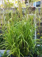 Hangende Zegge zaden, Carex pendula, Tuin en Terras, Verzenden, Halfschaduw, Zaad