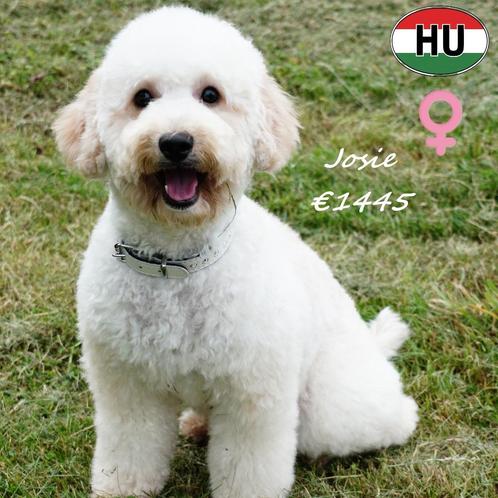 Maltipoo teefje Josie zoekt haar gouden mandje, Dieren en Toebehoren, Honden | Chihuahua's en Gezelschapshonden, Teef, Overige rassen