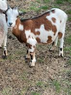 Gecastreerd bokje, Dieren en Toebehoren, Schapen, Geiten en Varkens, Mannelijk, Geit, 0 tot 2 jaar