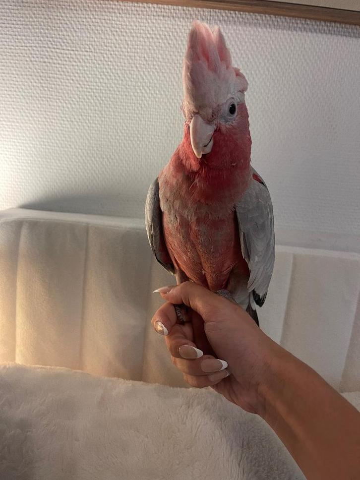 Warme thuis gezocht voor roze kaketoe “Chico”, Animaux & Accessoires, Oiseaux | Perruches & Perroquets, Perroquet, Mâle, Parleur