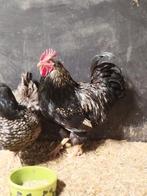 Barnevelder fokhaan