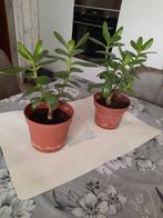Vetplant, Minder dan 100 cm, Halfschaduw, Ophalen, Groene kamerplant