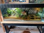 Paludarium / aquarium, Comme neuf, Enlèvement ou Envoi