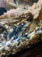 Blue dream garnalen, Homard, Crabe ou Crevette