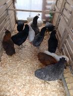 Araucana avec 2 oiseaux âgés de 19 semaines, Femelle, Poule ou poulet