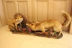 Taxidermie 2 opgezette vossen diorama, Verzamelen, Dierenverzamelingen, Ophalen, Gebruikt, Wild dier, Opgezet dier
