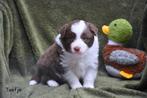Prachtige Border Collie pupjes, Colley, Plusieurs, Hépatite contagieuse (maladie de Rubarth), Belgique