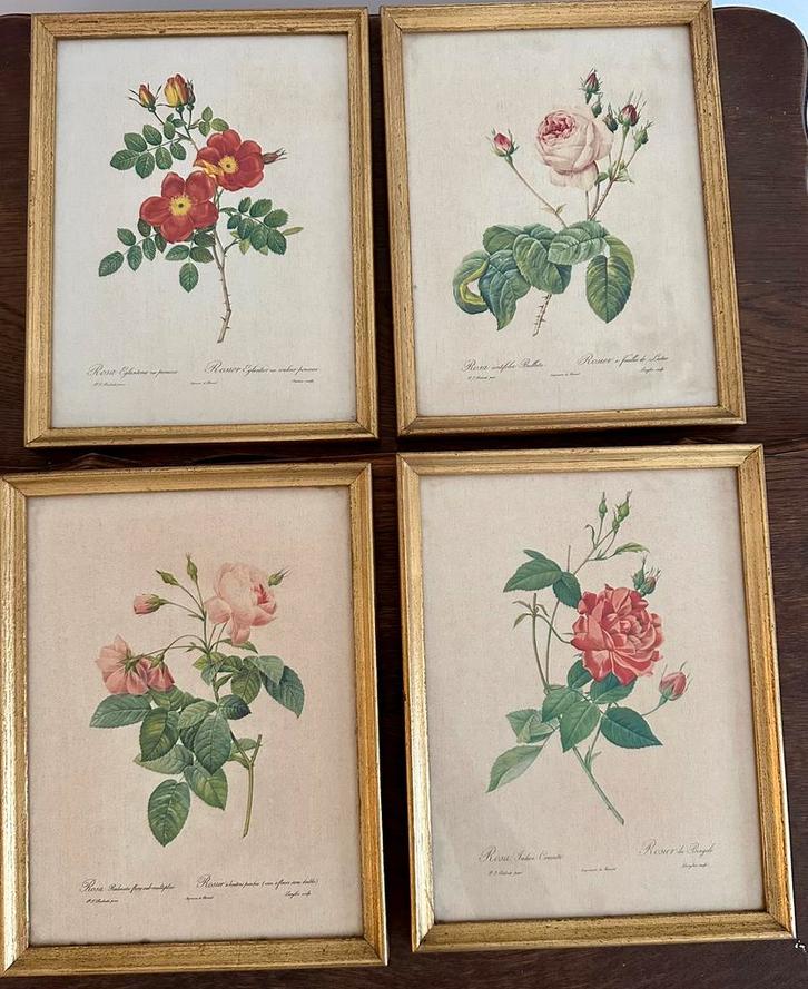 Pierre-Joseph Redouté, set van 4 antieke lithografieën, Antiek en Kunst, Kunst | Litho's en Zeefdrukken, Ophalen