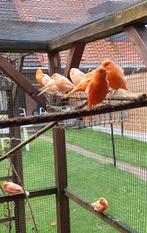 Kanaries, Dieren en Toebehoren