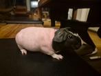 Skinny pig cobaye nu femelle, Dieren en Toebehoren, Knaagdieren, Cavia, Juli, Vrouwelijk, Tam