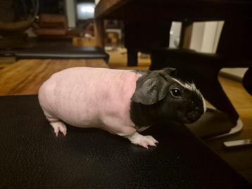 Skinny pig cobaye nu femelle beschikbaar voor biedingen