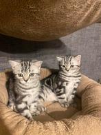 Brits korthaar Silver Tabby, Dieren en Toebehoren, Katten en Kittens | Raskatten | Korthaar, Meerdere dieren, Gechipt, 0 tot 2 jaar