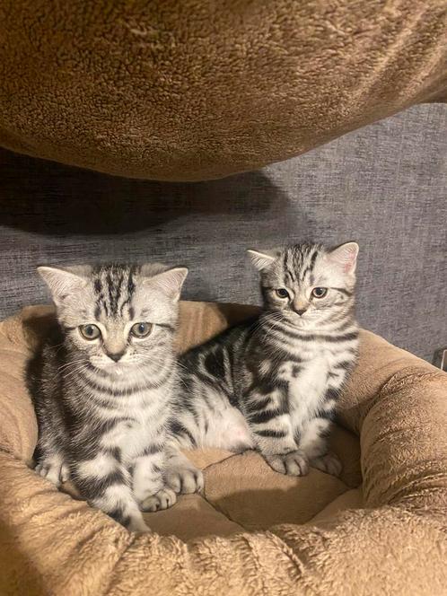 Brits korthaar Silver Tabby, Dieren en Toebehoren, Katten en Kittens | Raskatten | Korthaar, Meerdere dieren, 0 tot 2 jaar, Gechipt
