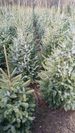 Kerstboom Picea Omorika 100/125/150, Tuin en Terras, Planten | Bomen, Bloeit niet, Overige soorten, 100 tot 250 cm, Ophalen