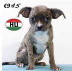 "type" Chihuahua reutjes - pups te koop, Dieren en Toebehoren, Honden | Chihuahua's en Gezelschapshonden, 15 weken tot 1 jaar