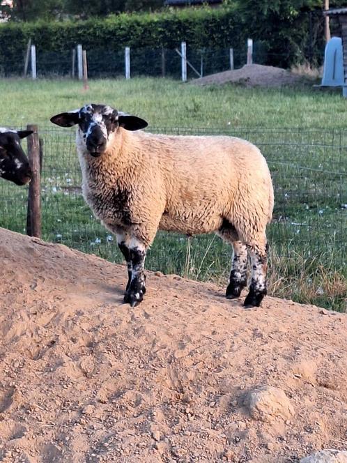 Dekrammen kruisingen swifter-suffolk, Dieren en Toebehoren, Schapen, Geiten en Varkens