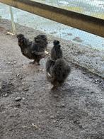 pluimvee, Dieren en Toebehoren, Pluimvee, Meerdere dieren, Overige soorten