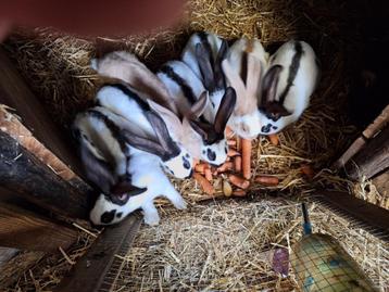 Nest van 8 jonge reuzevlinders