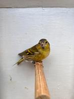 Europese sijs 2-1, Dieren en Toebehoren, Meerdere dieren, Wildzangvogel, Geringd