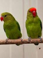 Koppel agapornis taranta, Dieren en Toebehoren, Vogels | Parkieten en Papegaaien