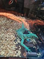 varanus prasinus merauke, Dieren en Toebehoren, Reptielen en Amfibieën, Hagedis, 0 tot 2 jaar