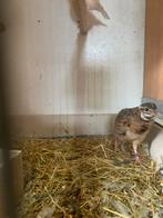 Harlekijn kwartels, Dieren en Toebehoren, Mannelijk
