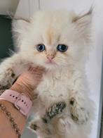 Britse korthaar kittens, Dieren en Toebehoren, Katten en Kittens | Raskatten | Korthaar, Meerdere dieren, Gechipt, 0 tot 2 jaar