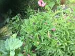 Zoek gratis planten, Tuin en Terras, Ophalen, Vaste plant