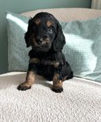 Prachtige cockapoo ( dwerg poedel x cocker spaniël), Dieren en Toebehoren, Poedel, België, CDV (hondenziekte), 8 tot 15 weken