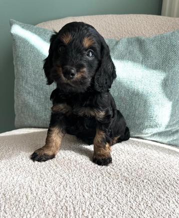 Prachtige cockapoo ( dwerg poedel x cocker spaniël) beschikbaar voor biedingen