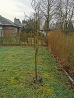 Sierkersboom, Tuin en Terras, Planten | Bomen, Ophalen of Verzenden