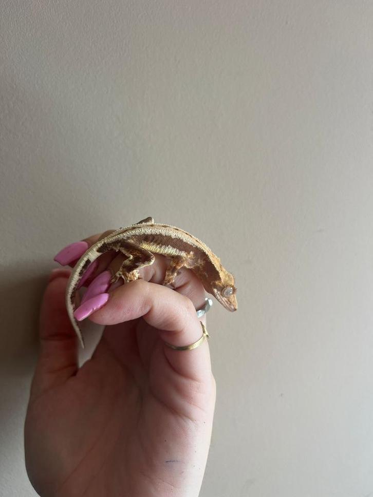 Last call for Houten! Lilly White 0.1, Dieren en Toebehoren, Reptielen en Amfibieën, Overige soorten, 0 tot 2 jaar