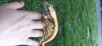 1.0 Bewezen High White Tricolor wimpergekko man, Dieren en Toebehoren, Reptielen en Amfibieën, Hagedis, Tam, 3 tot 6 jaar