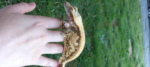 1.0 Bewezen High White Tricolor wimpergekko man, Dieren en Toebehoren, Reptielen en Amfibieën, Hagedis, 3 tot 6 jaar, Tam
