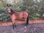 Leermeester springpaard, Dieren en Toebehoren, Pony's, Merrie