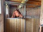 Weide en boxen, Dieren en Toebehoren, Stalling en Weidegang, Weidegang, 2 of 3 paarden of pony's