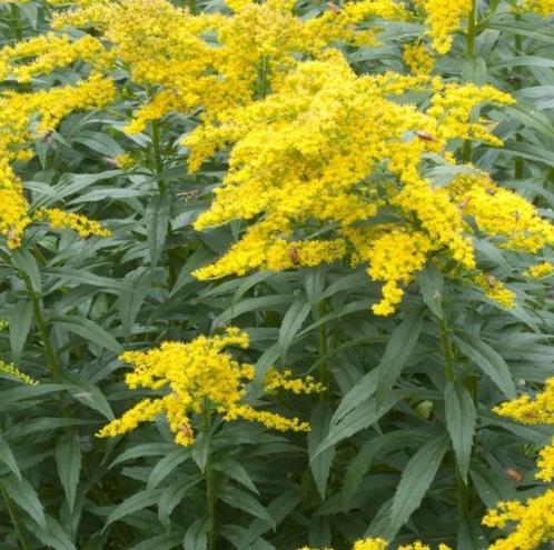 Saponarie en Solidago, Tuin en Terras, Planten | Tuinplanten, Vaste plant, Ophalen of Verzenden