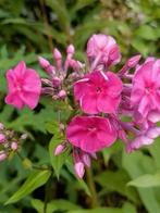 Phlox plantjes, vanaf 0,75 cent, Tuin en Terras, Planten | Tuinplanten, Volle zon, Vaste plant, Zomer, Ophalen