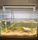 Aquarium Superfish, Enlèvement