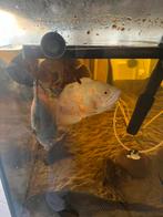 4 Oscars en 3 plecos grote vissen