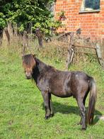 Leuk minipaardje te koop, Dieren en Toebehoren, Pony's