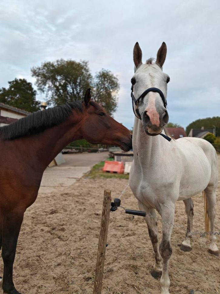 9 jarige recreatieruin, Dieren en Toebehoren, Paarden, Ruin, L, 170 tot 175 cm, 7 tot 10 jaar, Recreatiepaard, Met stamboom, Gechipt
