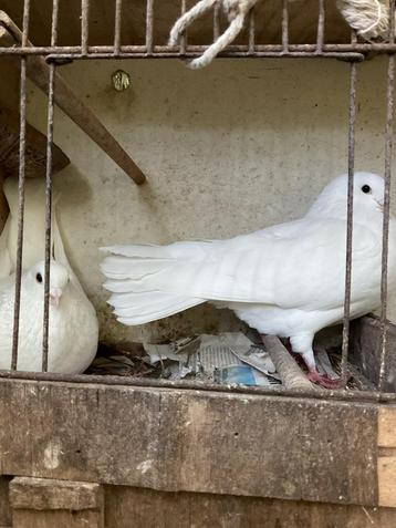 Witte duiven  beschikbaar voor biedingen